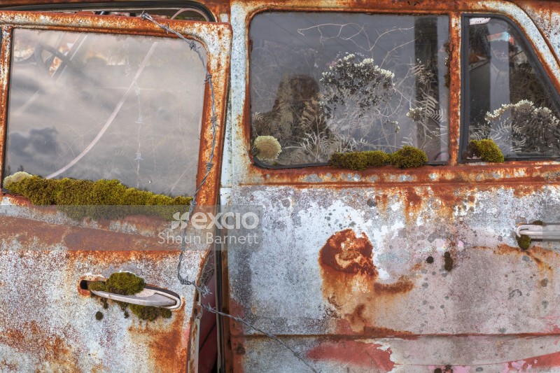 Rust and lichens on car, Horopito