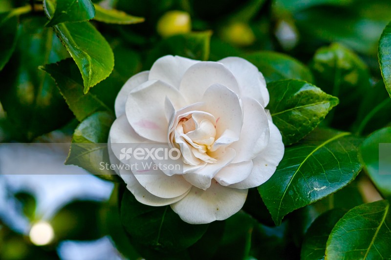 Cream Camellia