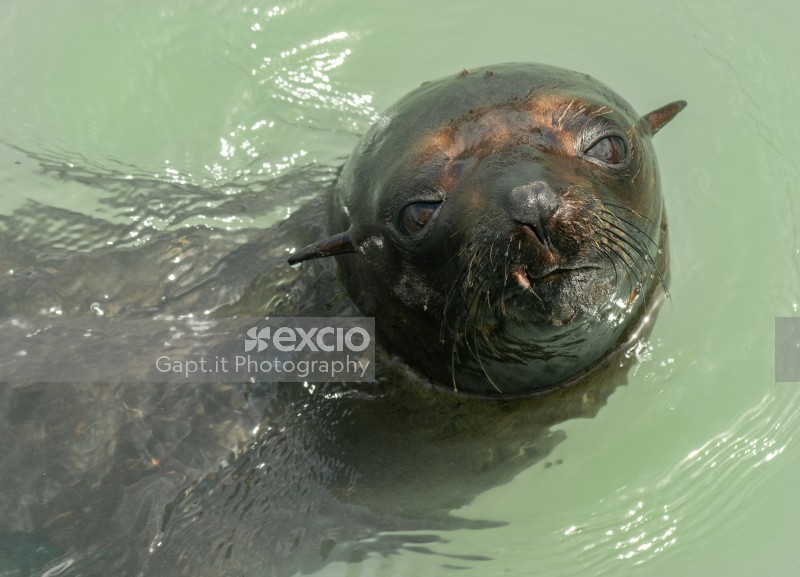 Kekeno - New Zealand Fur Seal