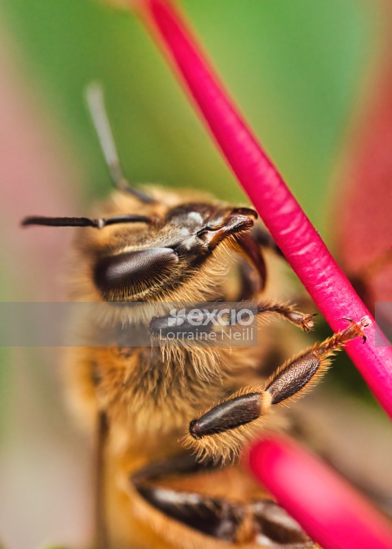 Honey Bee and Grevillea