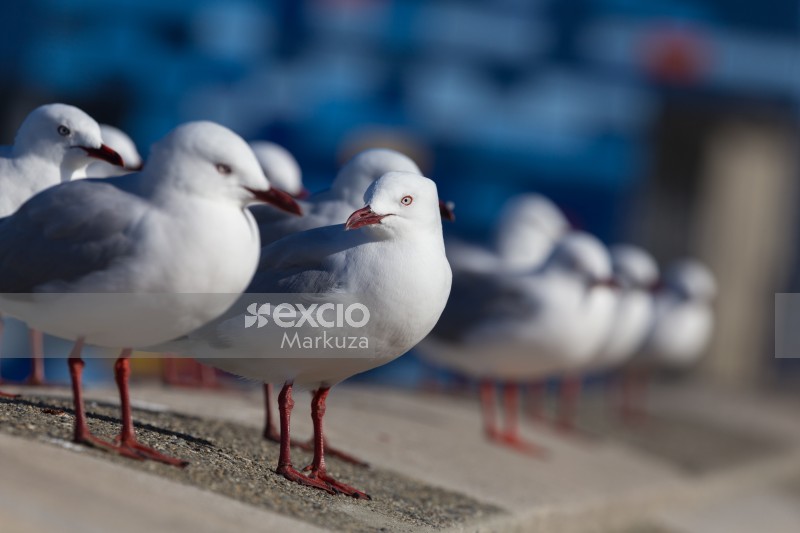 Seagulls friends
