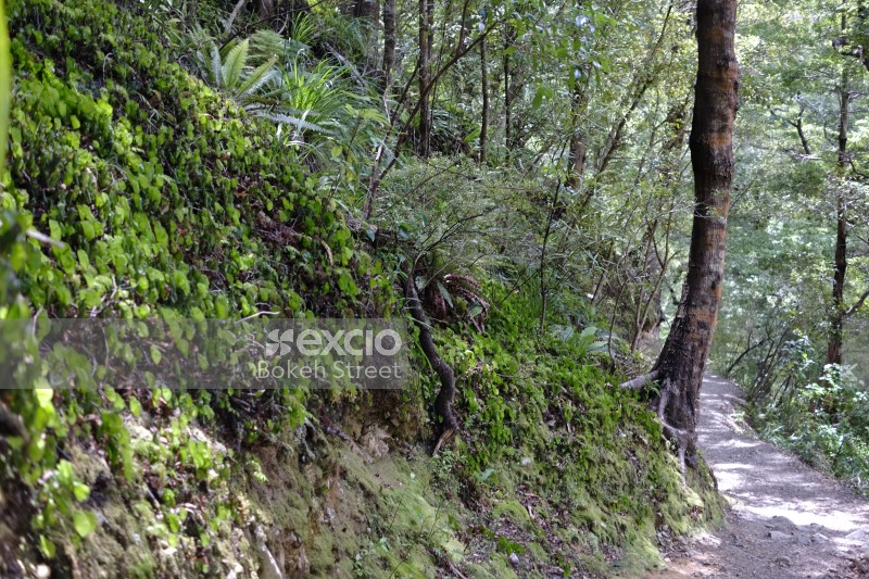 Foliage and a trail near Wainuiomata