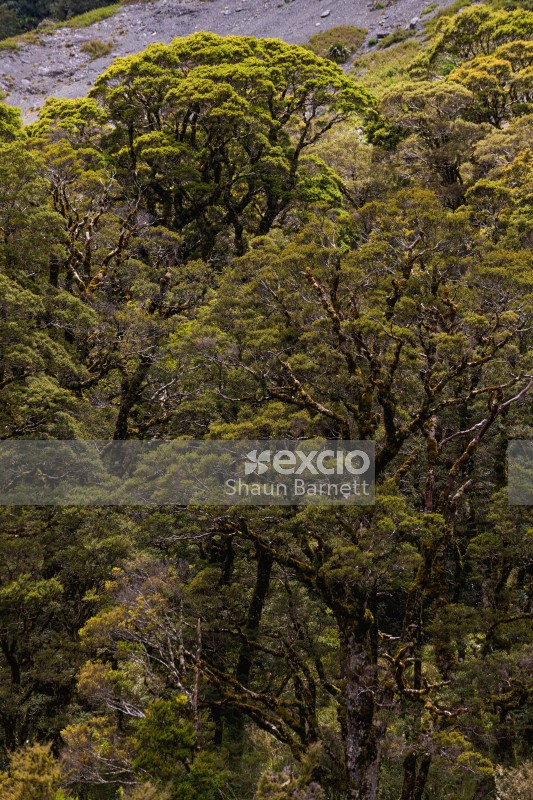 Beech trees, Kahurangi 