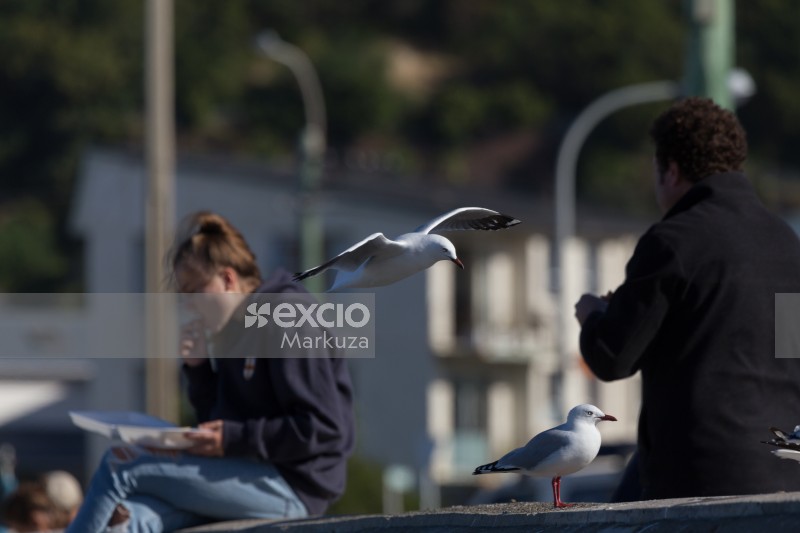 Seagull joining a friend for lunch
