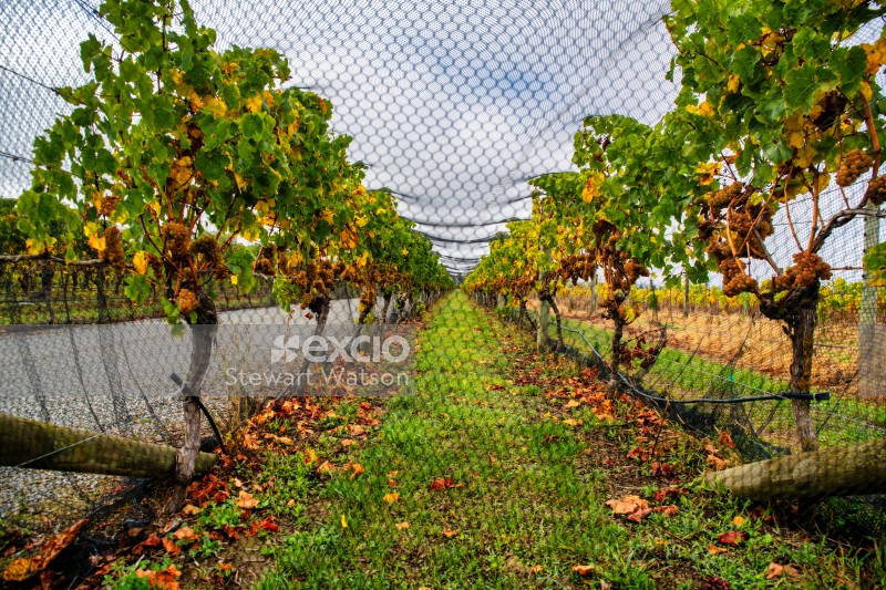 Vineyard netting