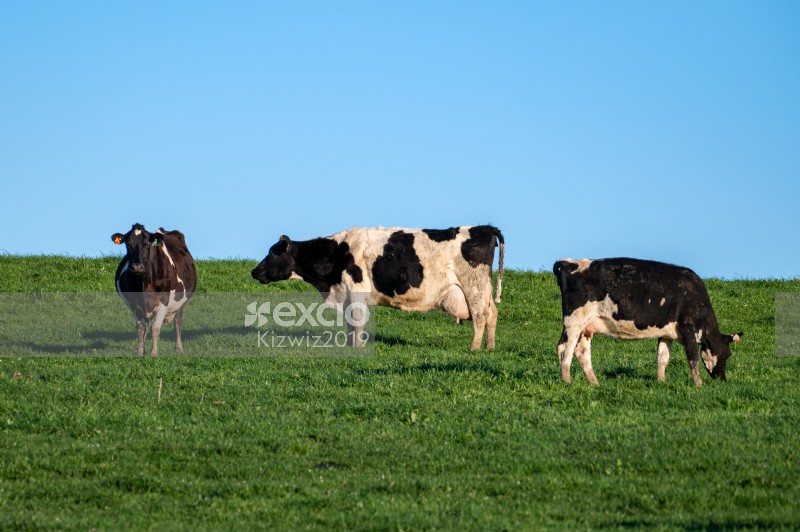 Dairy cows on the hill