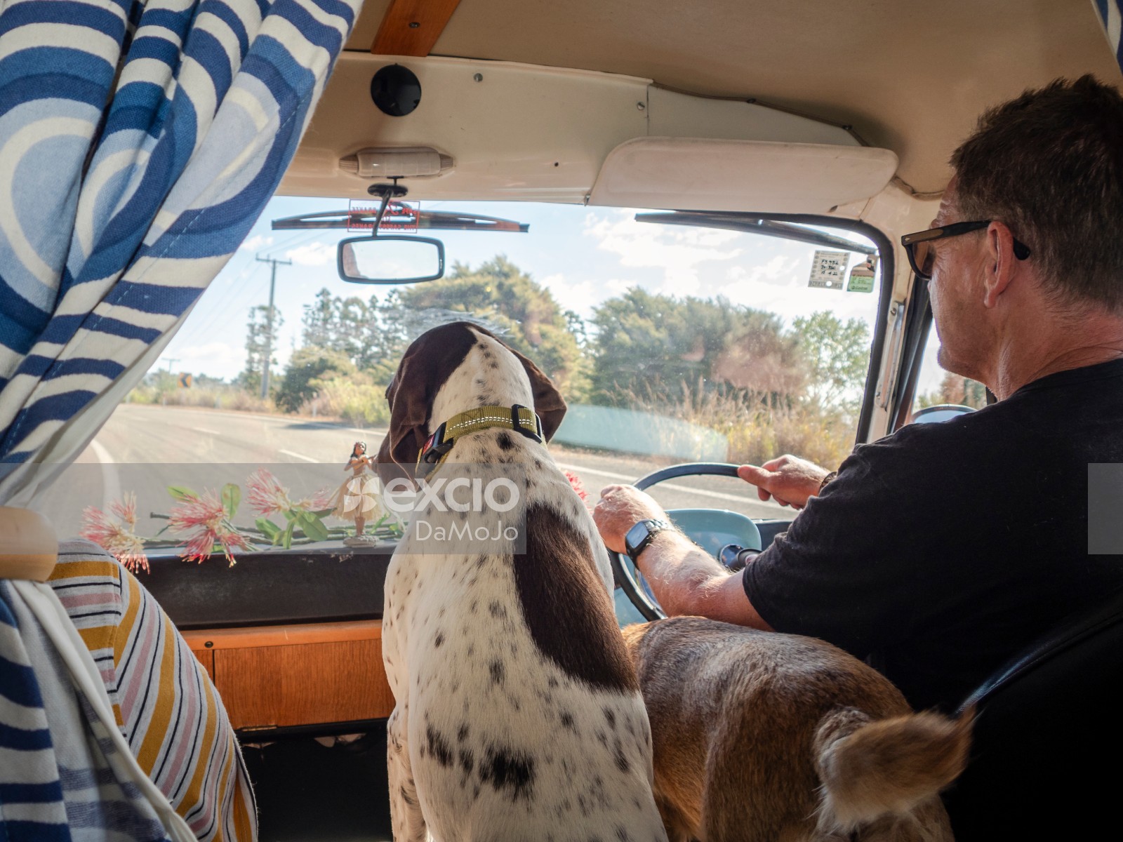 Male Driving Van Dogs