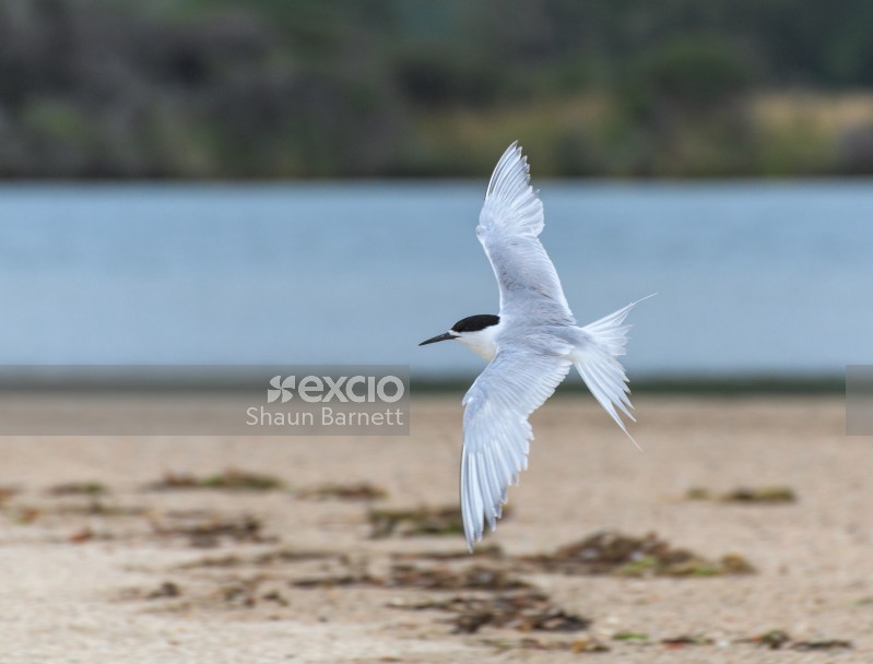 White fronted tern in flight
