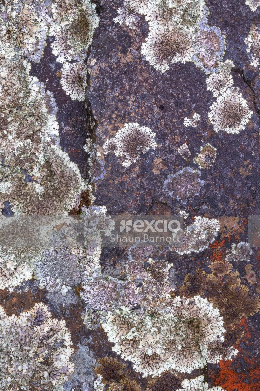 Lichen-covered boulders