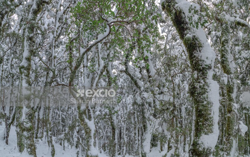 Snow in beech forest