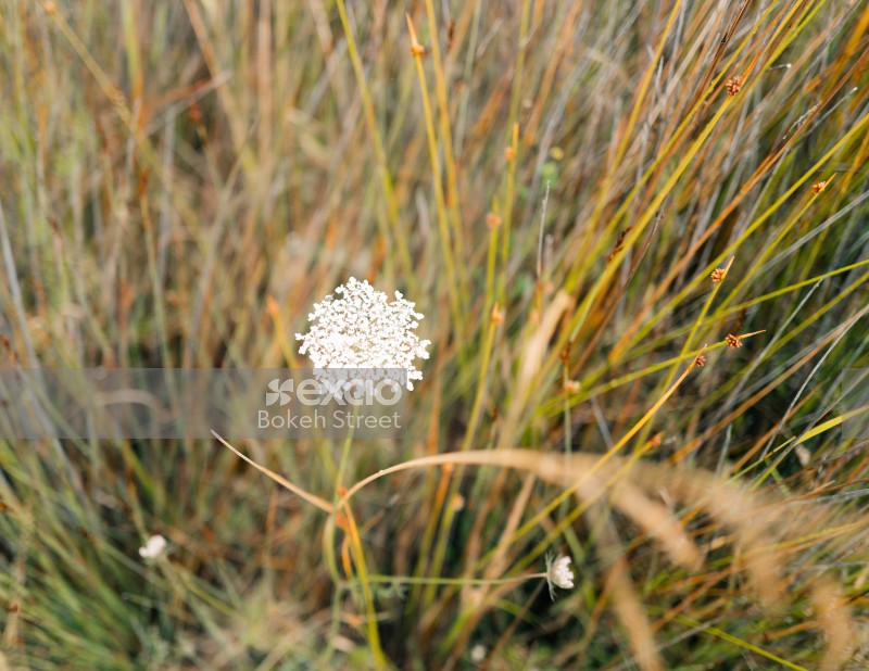 Flower in grassland
