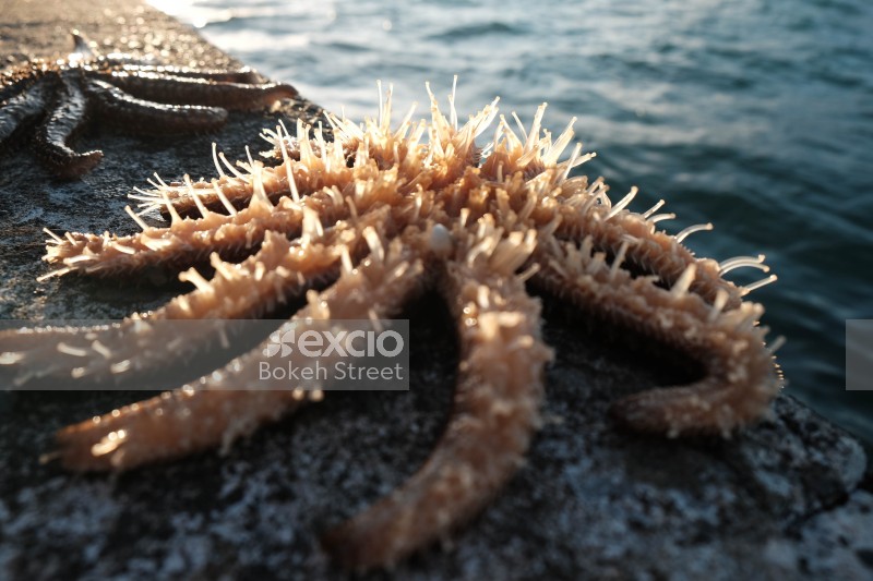 Sunflower sea star and starfish on a rock