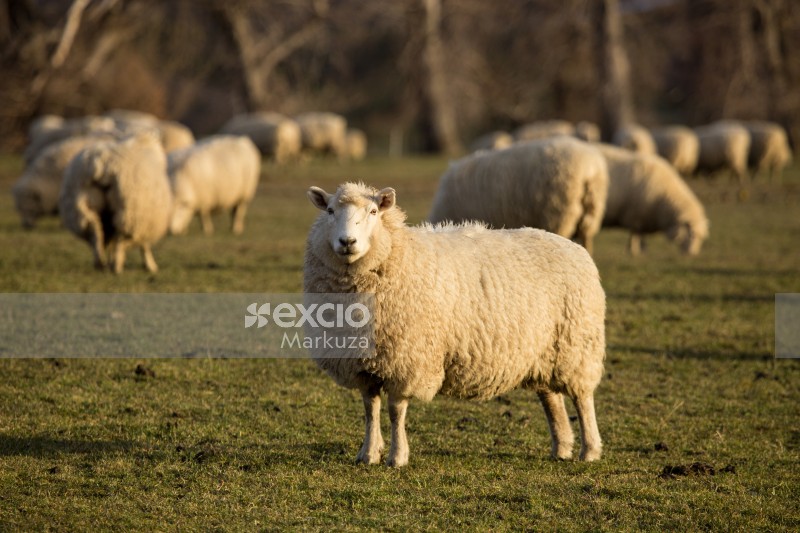 Sheep winter wool