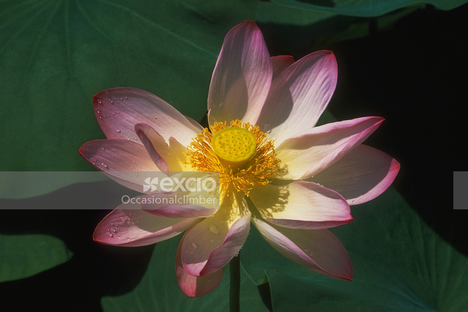 Lotus flower, Srinagar