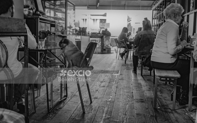 Dog sitting on chair in cafe