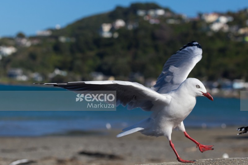 Seagull soft landing
