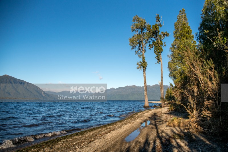 Lake Brunner trees on the shore