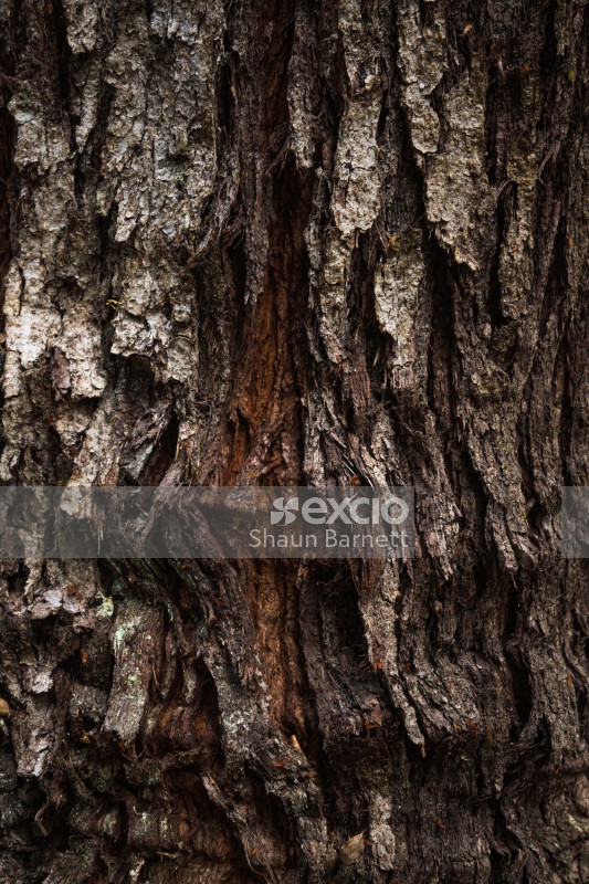 Bark, beech tree