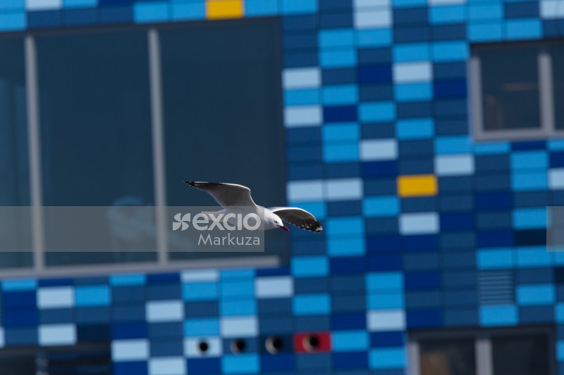 Seagull flying over blue tiles