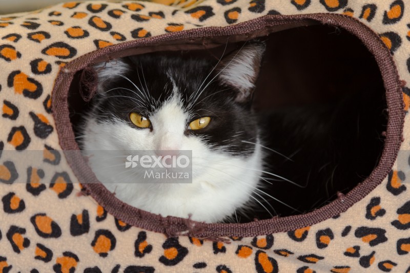 Cat in a leopard print bag