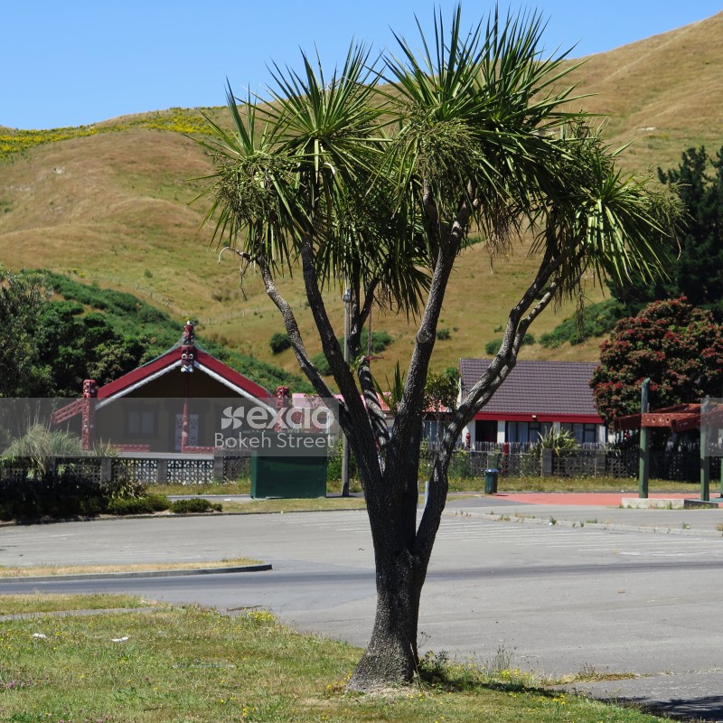 New Zealand cabbage tree Maori architecture and grassy hills at Waitangirua