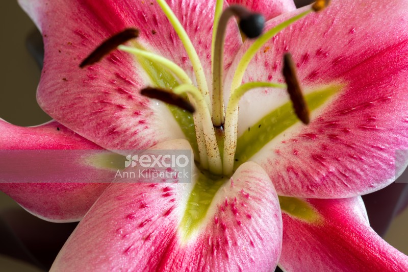 Lily_pink with pollen
