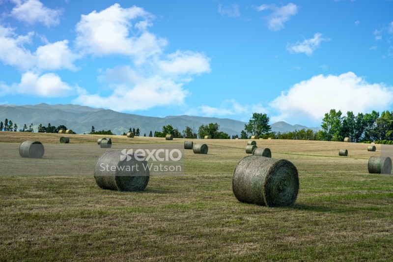 Hay bales on the farm
