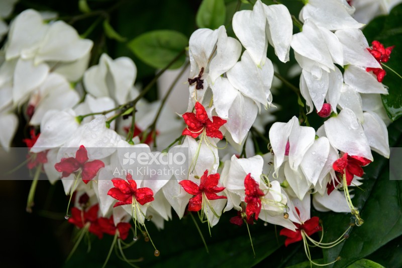 Red and white flowers with raindrops