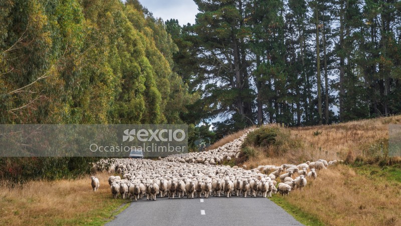 Sheep on the road near Mt Barker