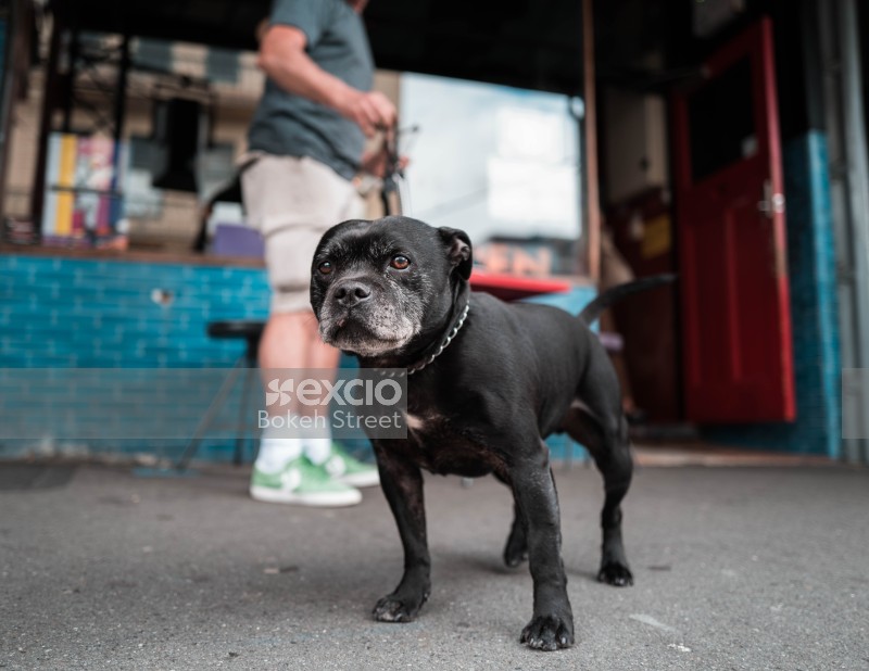 Black bull dog wearing a chain on the street at Cuba Dupa 2021 bokeh