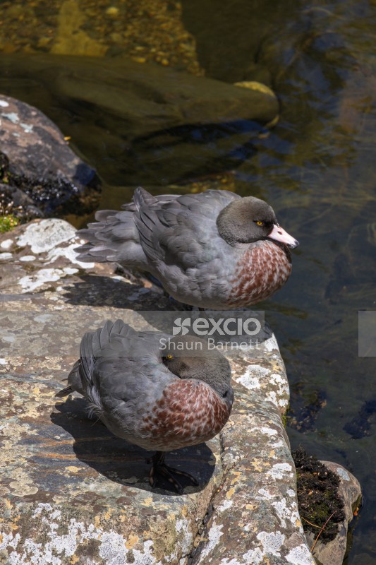 Blue duck pair, Heaphy Track
