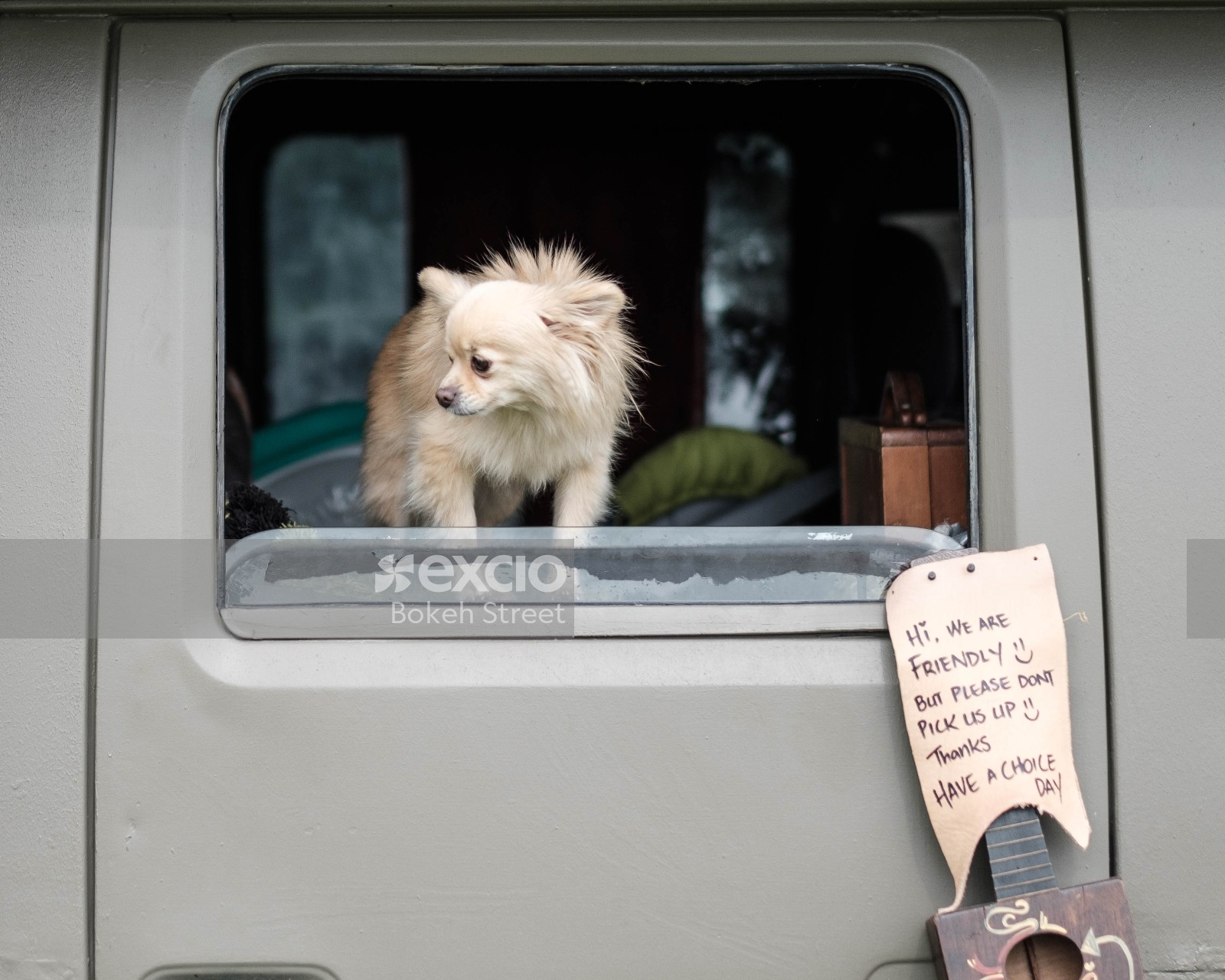 Small dog in the window of an automobile