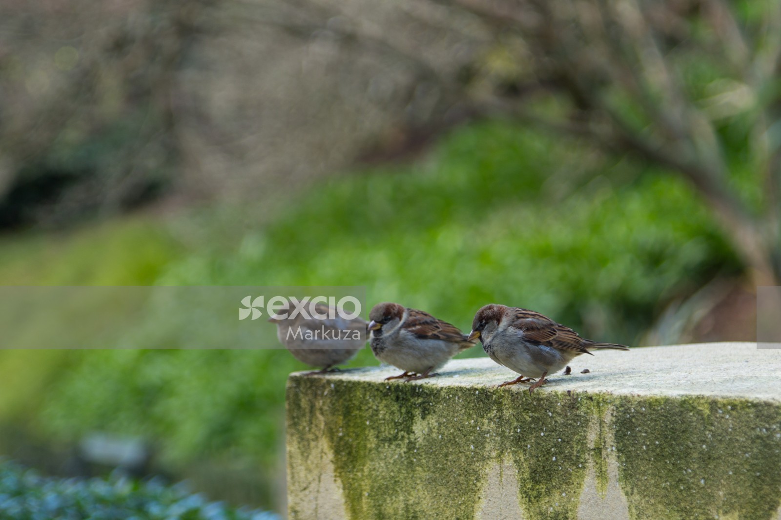 Three True sparrows on a platform