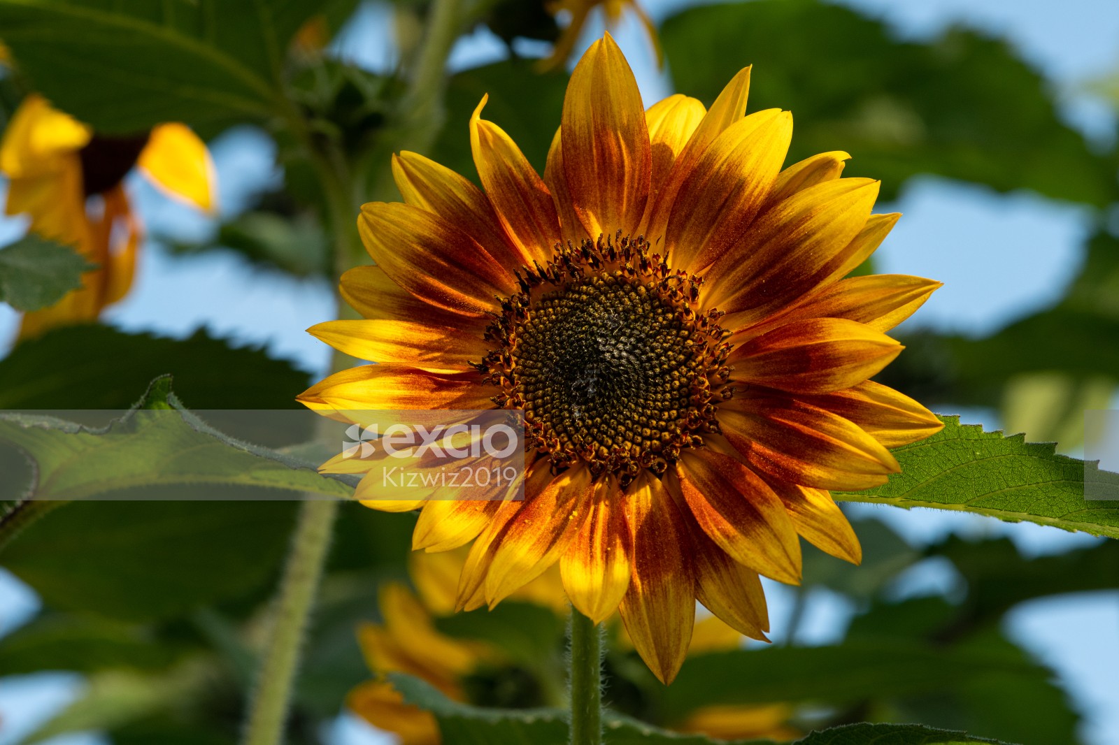 Sunflower Three