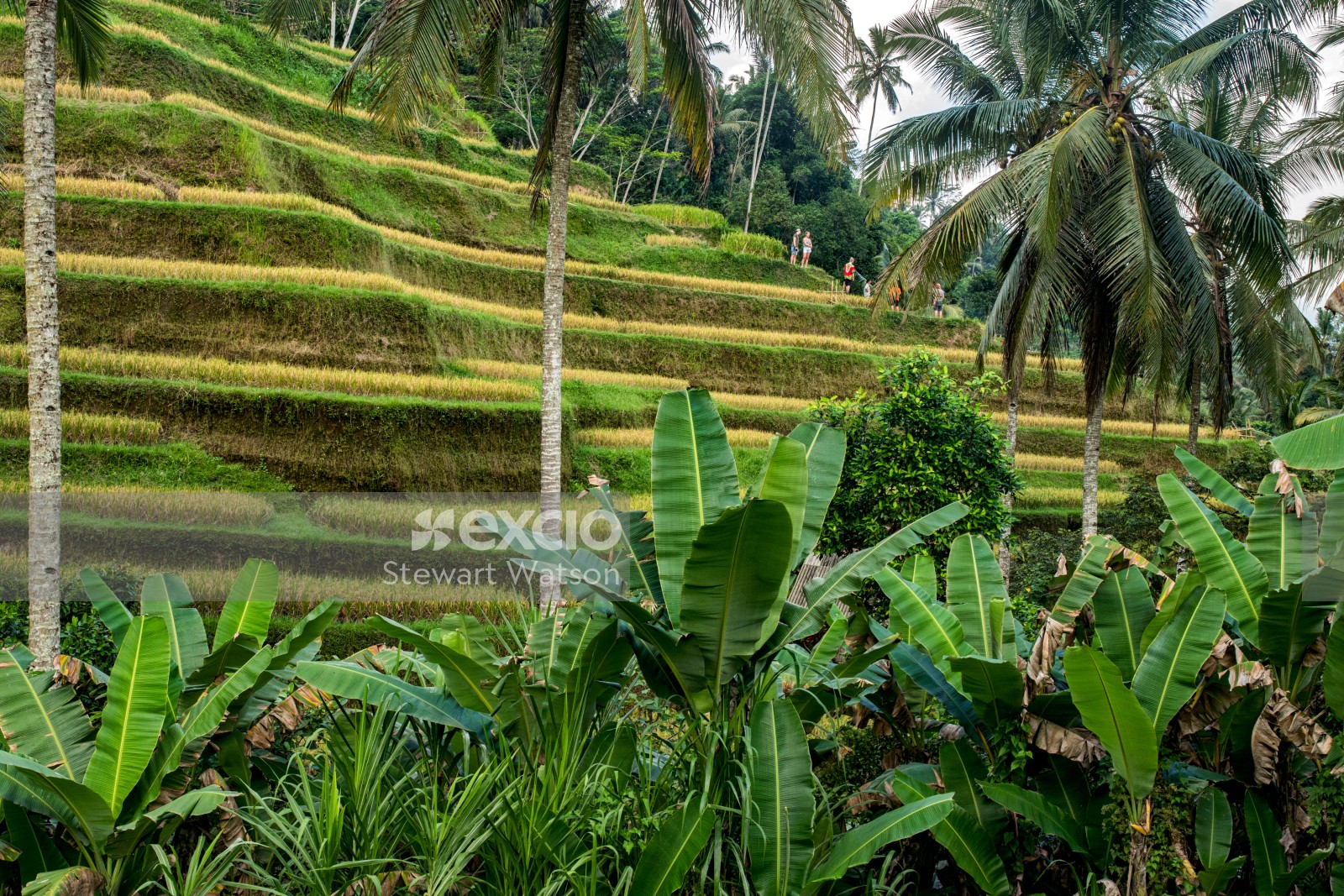 Palm and banana trees in the rice field