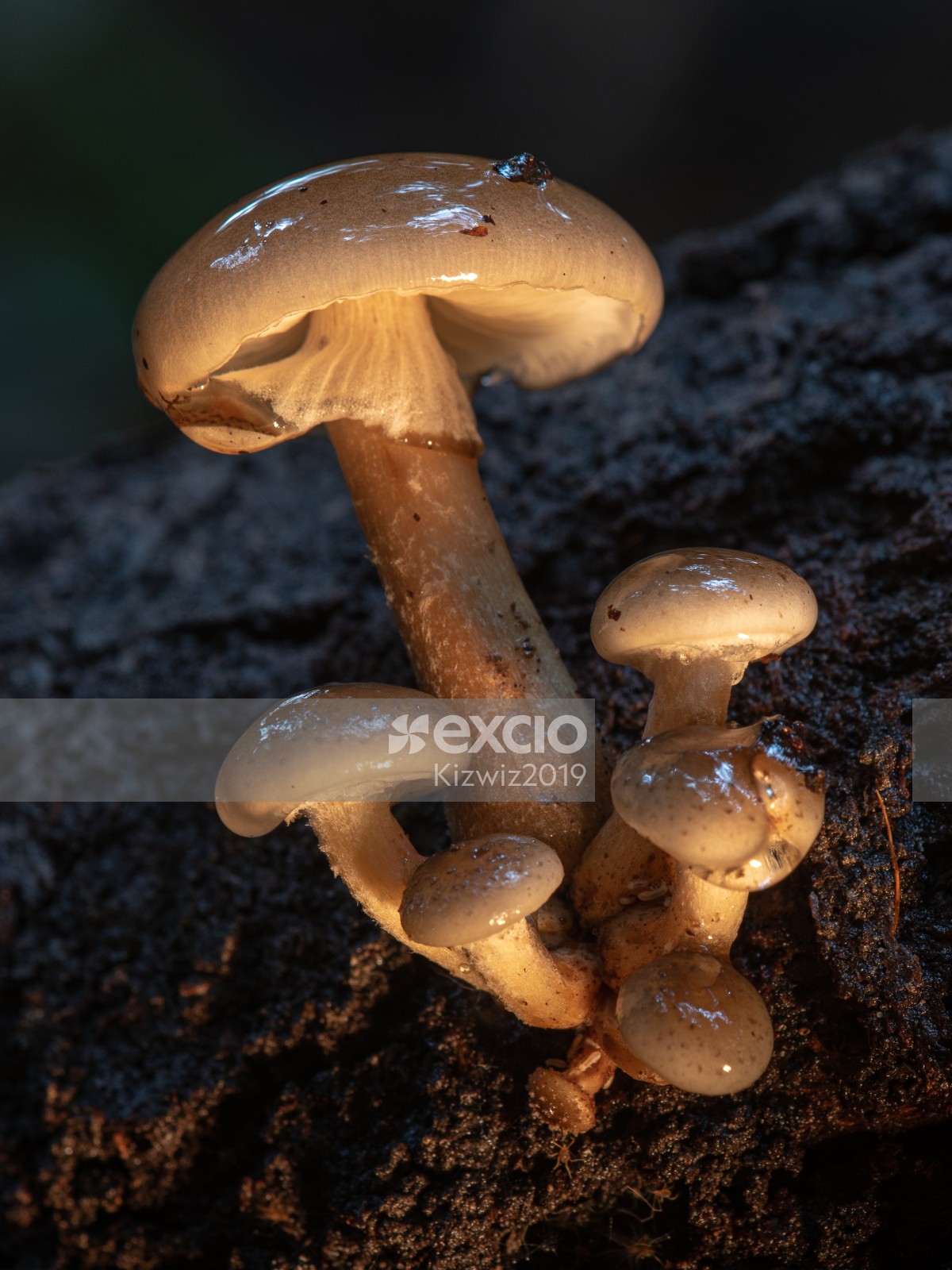 Glossy Fungi