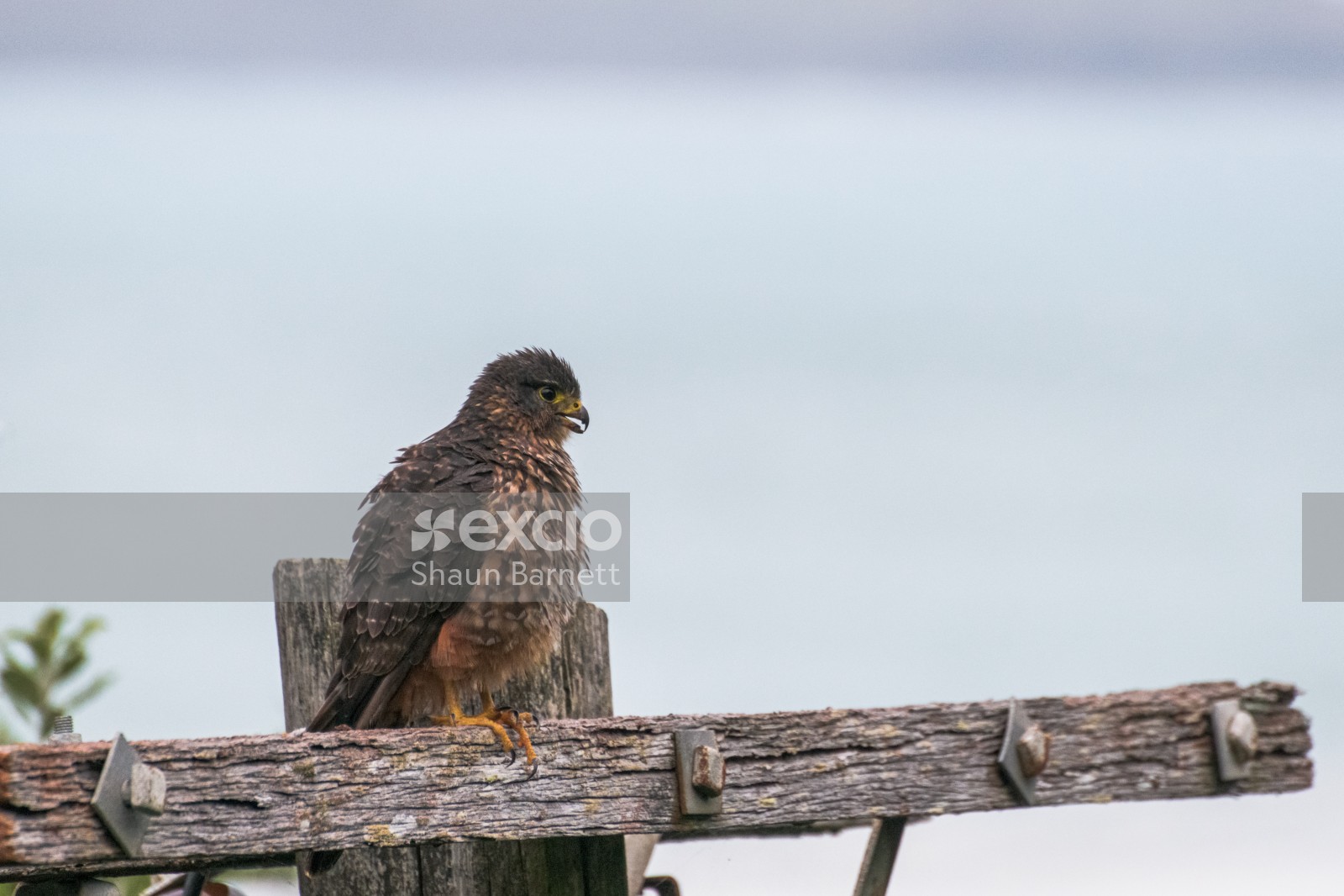 Karearea (NZ Falcon), Wellington