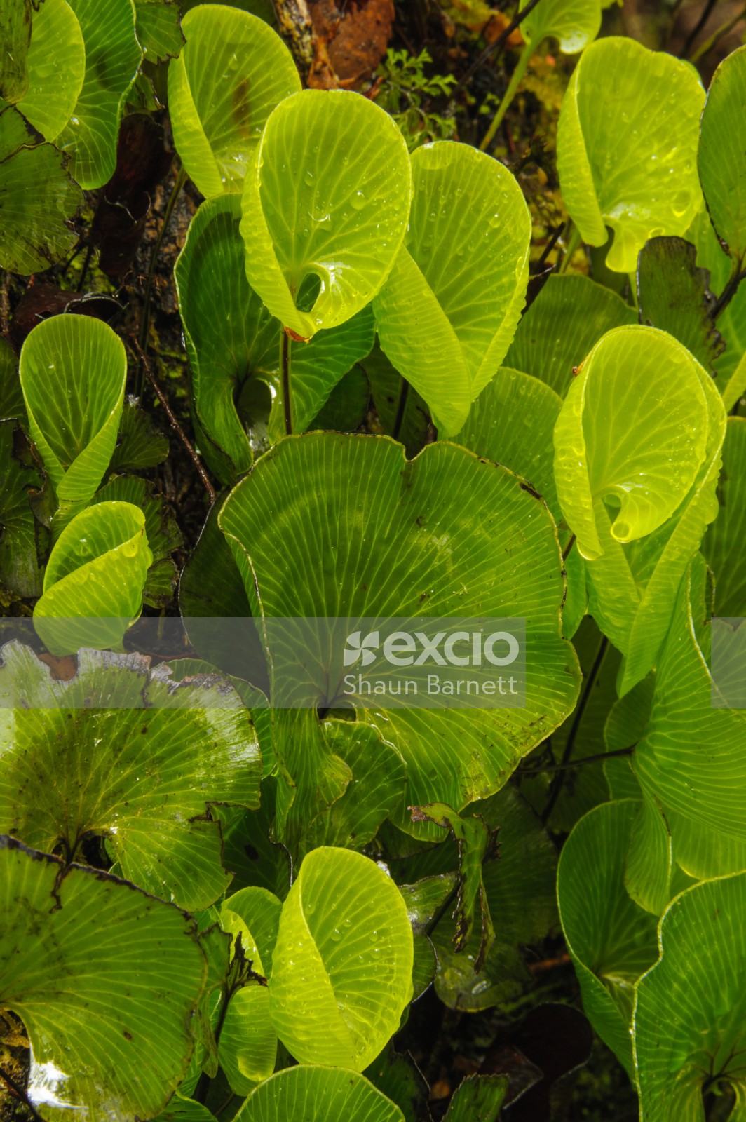 Kidney ferns, Tararua Range