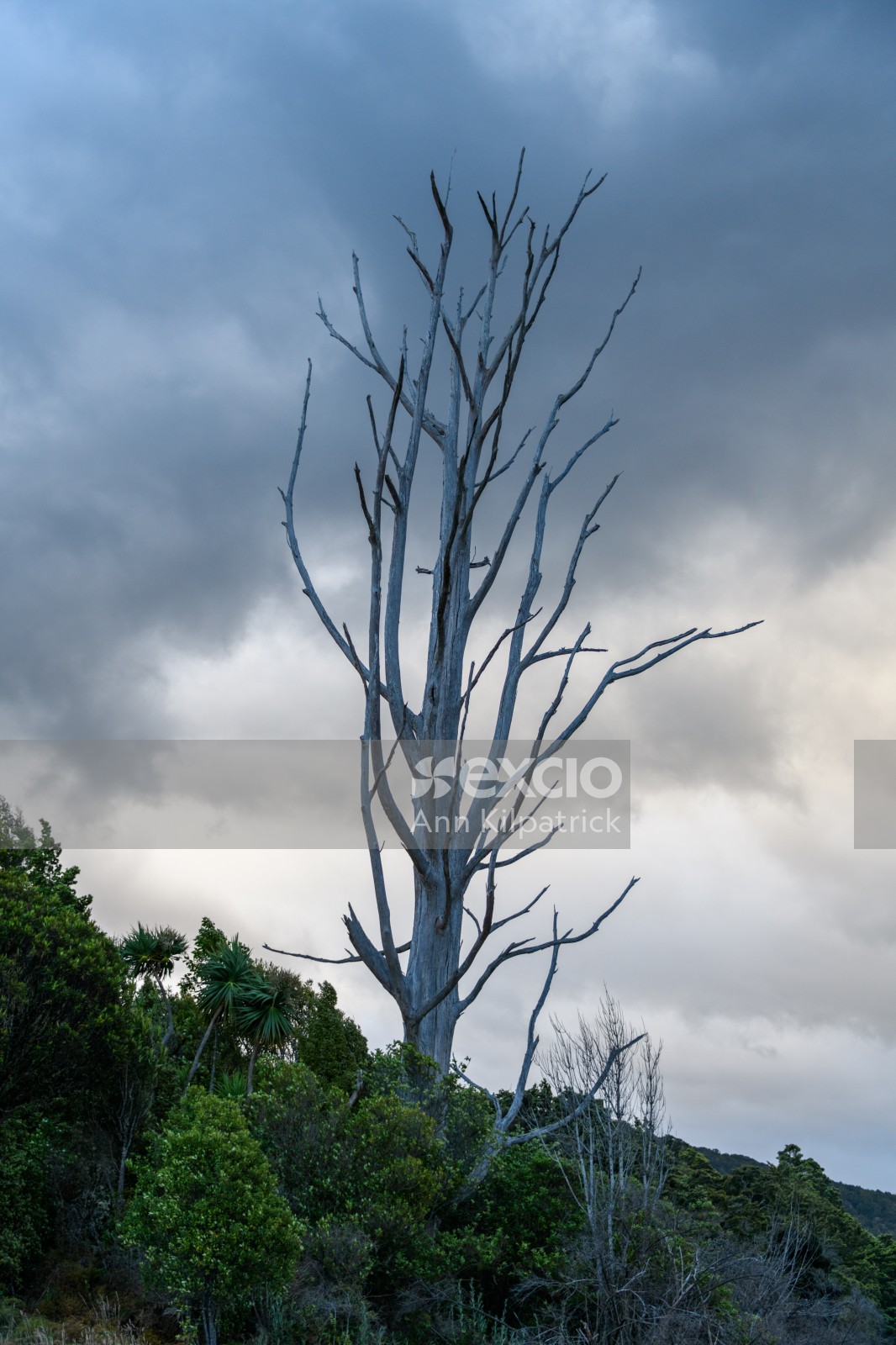 Manapouri Tree