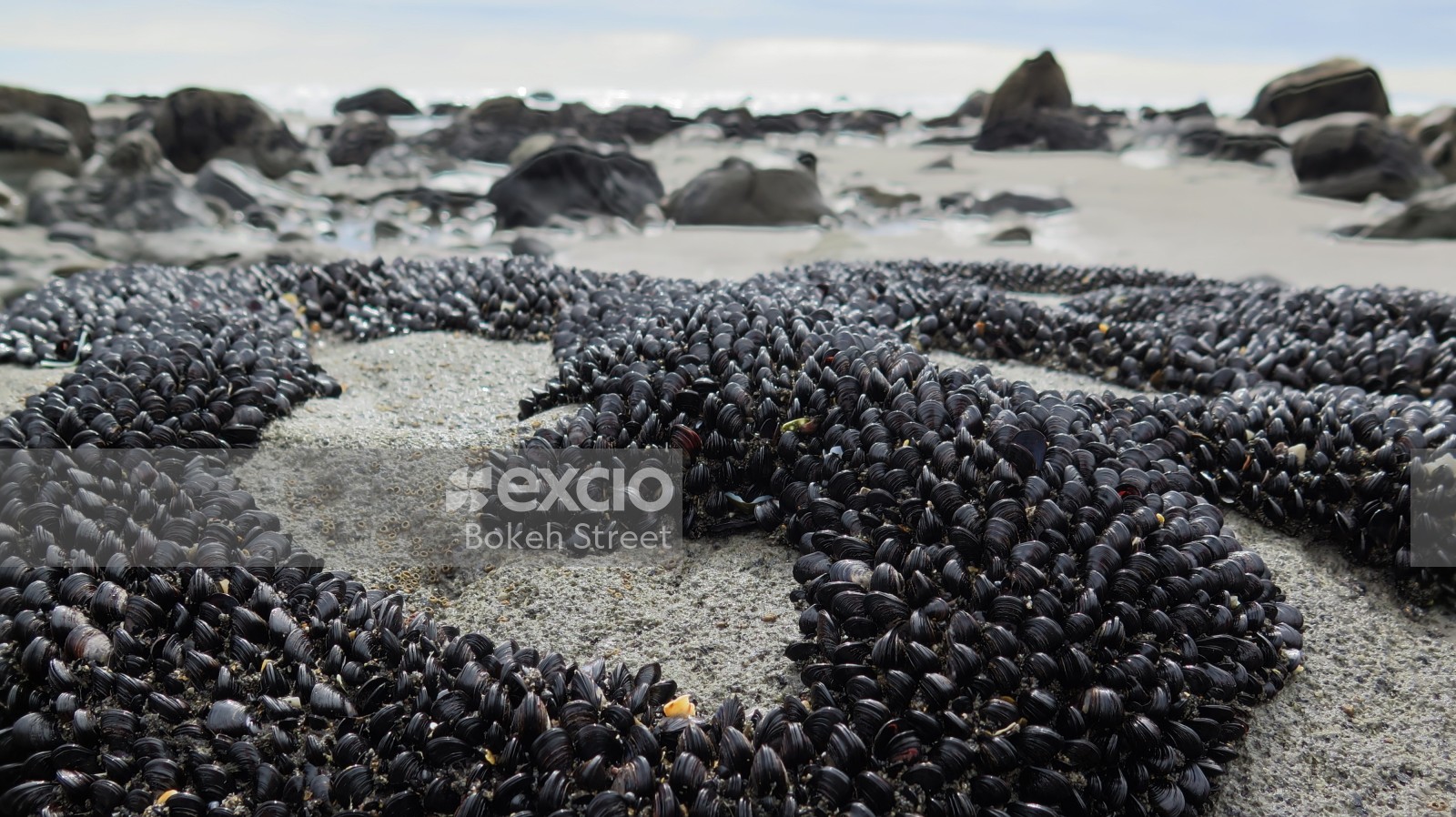 Mussle cluster on a beach bokeh