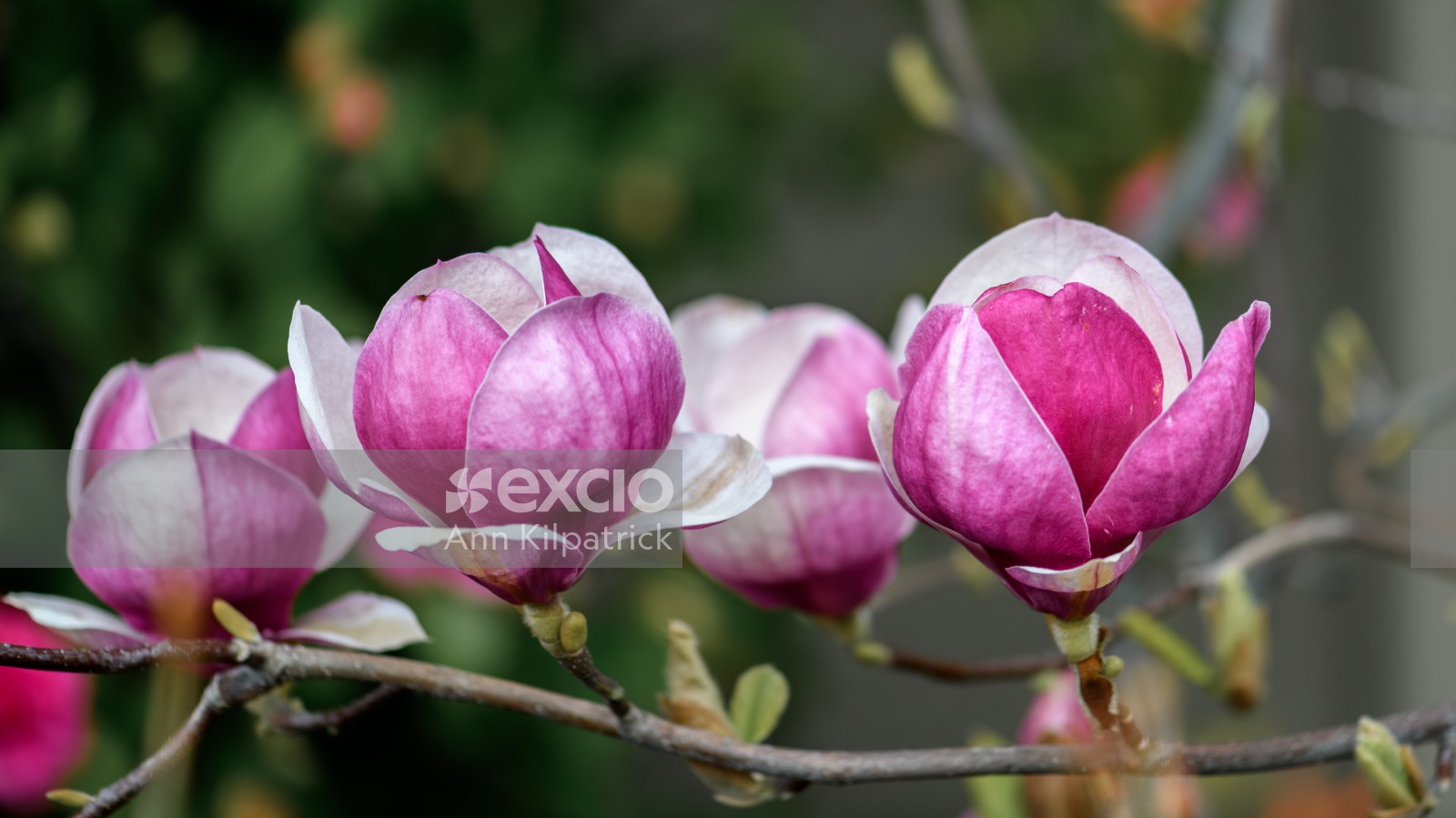 Spring magnolias