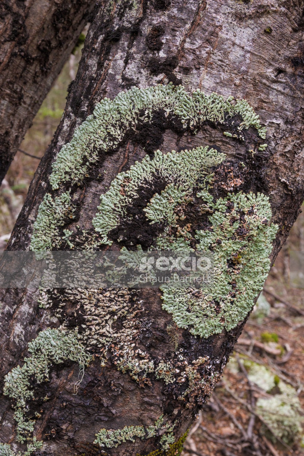 Lichen on beech tree trunk