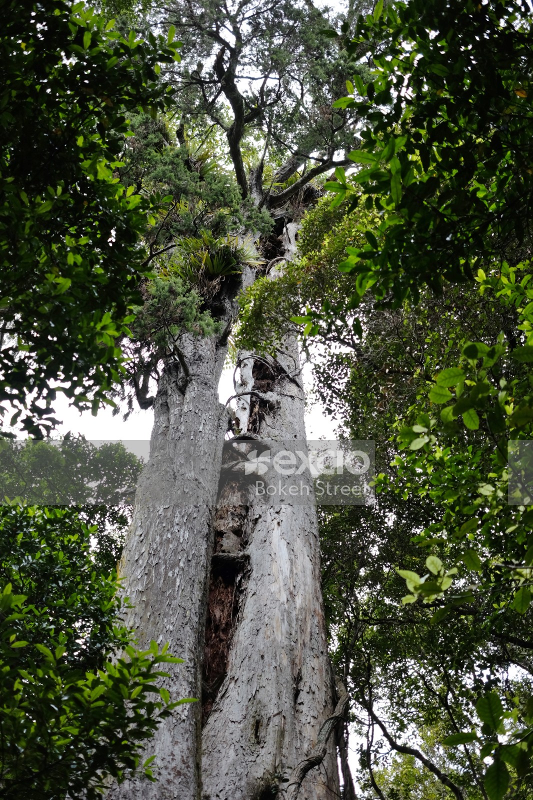 Kauri tree near Wainuiomata