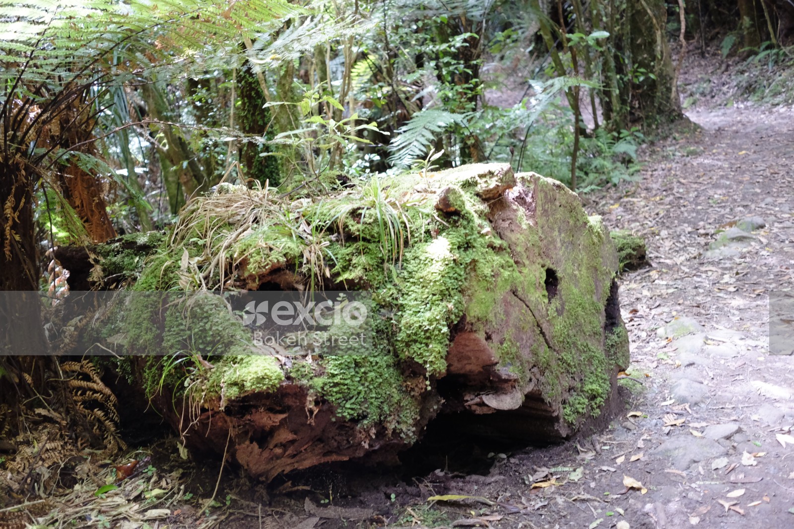 Moss and vegetation on a tree trunk