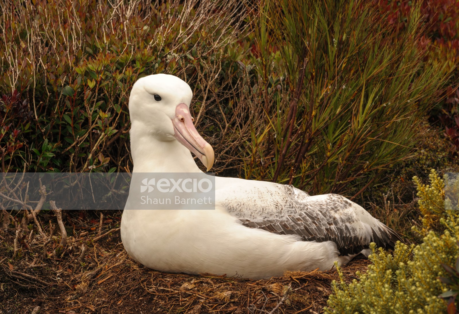_DSC2945 Southern Royal albatross, Enderby Is
