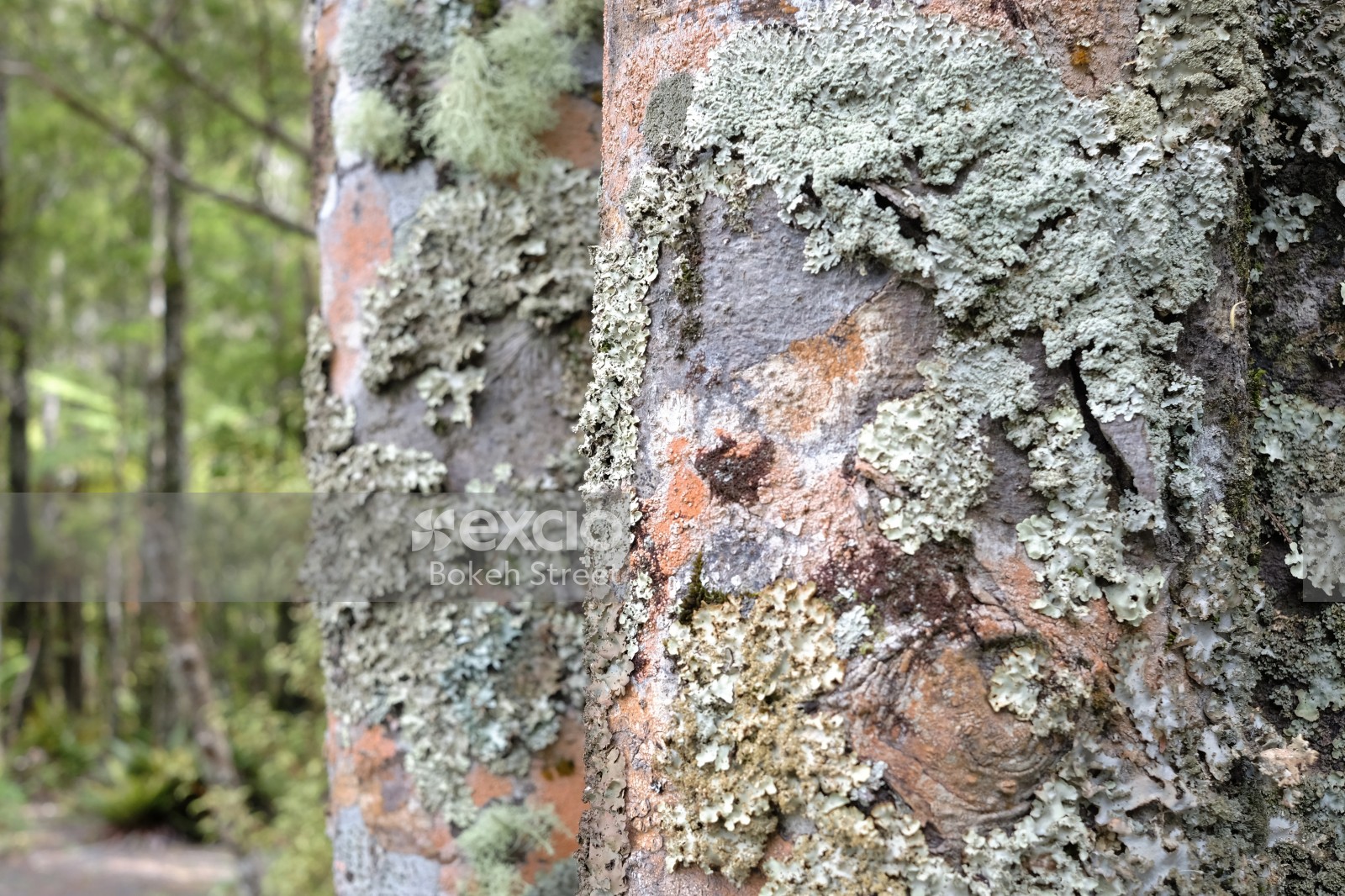 Mossy birch tree