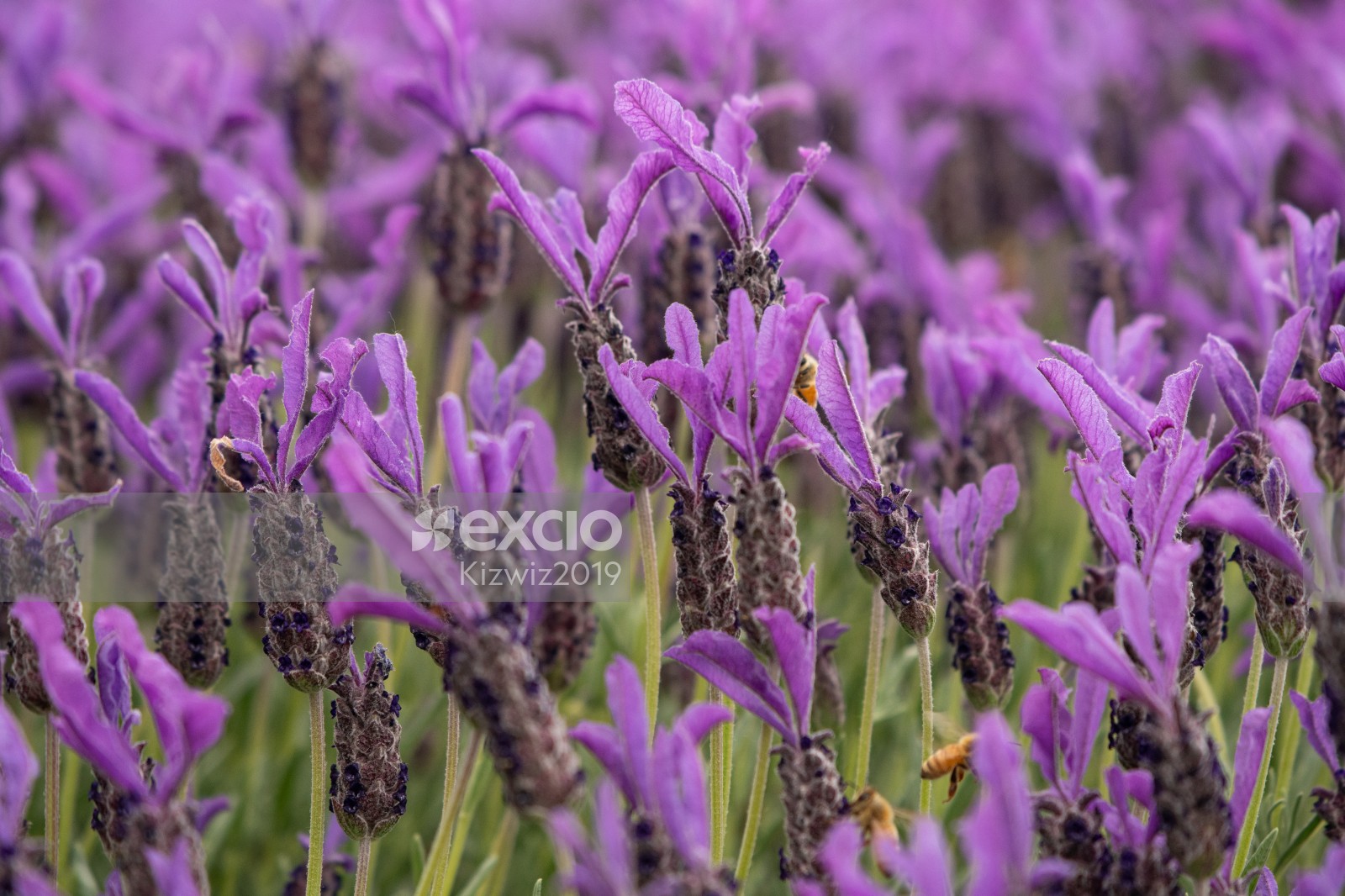 Masses of Lavender