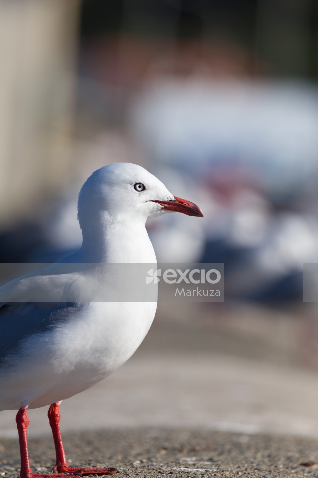 Seagull eye-line bokeh