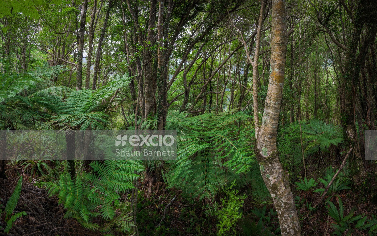 Tree ferns, McKerrow Track