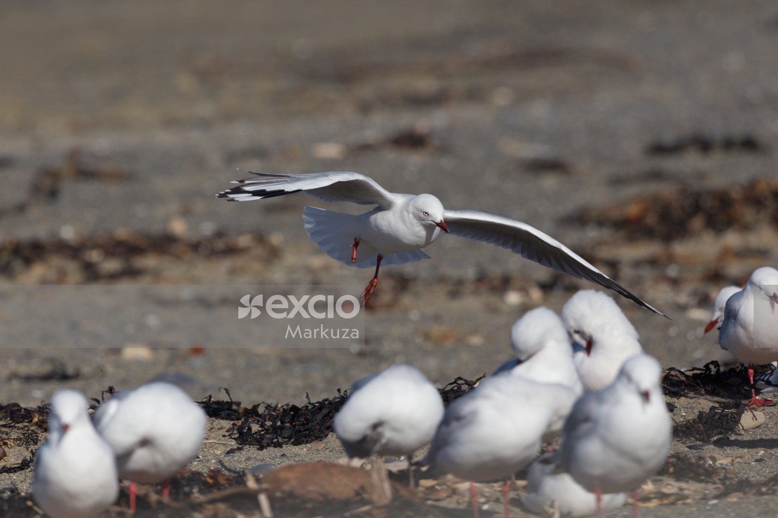 One legged seagull